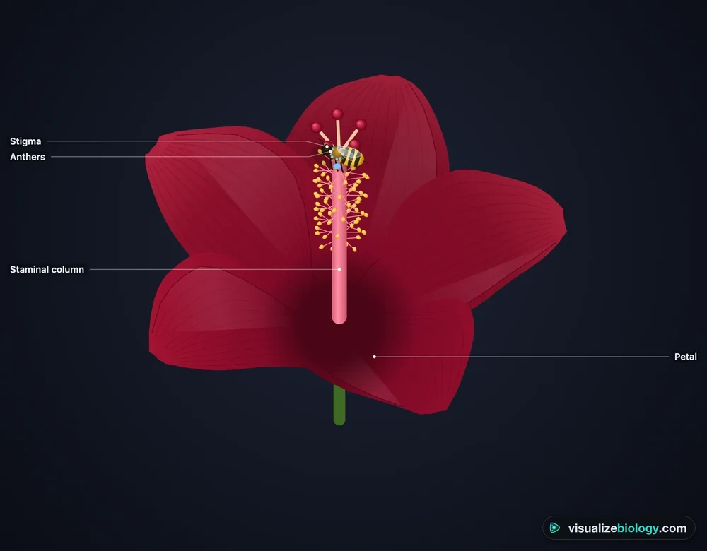 A bee in the pollination simulator working a red flower: it crawls up the staminal column through the yellow anthers and touches the red stigmas, carrying blue-ringed pollen from another plant