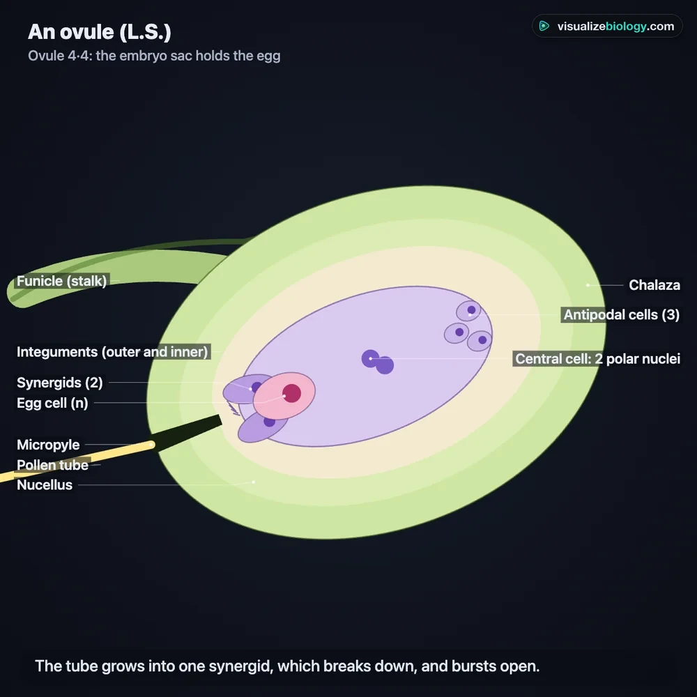 Double fertilization in an ovule in the simulator: the pollen tube enters through the micropyle, one male gamete moves to the egg and the other to the two polar nuclei of the central cell, with the antipodal cells at the far end
