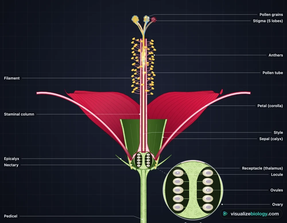 A labeled longitudinal section of a flower in the pollination simulator: stigmas, style, anthers, staminal column, petals, sepals, epicalyx, and the ovary with its ovules, enlarged in a lens
