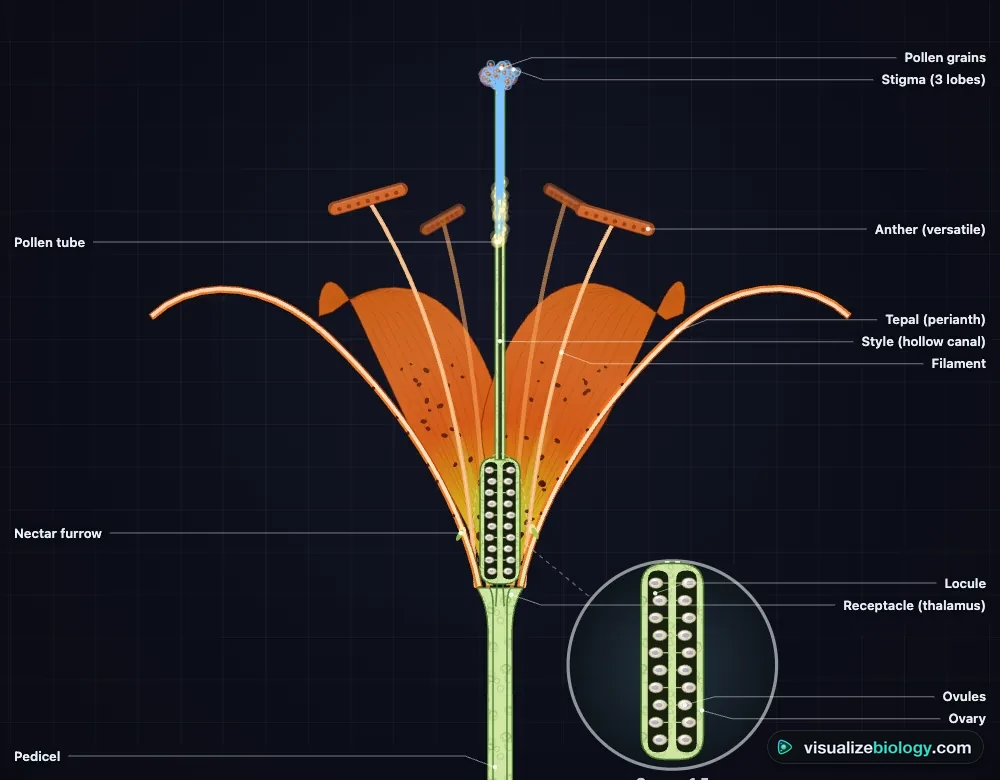 A labeled longitudinal section of a lily in the pollination simulator: three-lobed stigma with pollen, hollow style with pollen tubes, versatile anthers on long filaments, tepals with spots and a nectar furrow, and the three-chambered ovary with its ovules shown enlarged