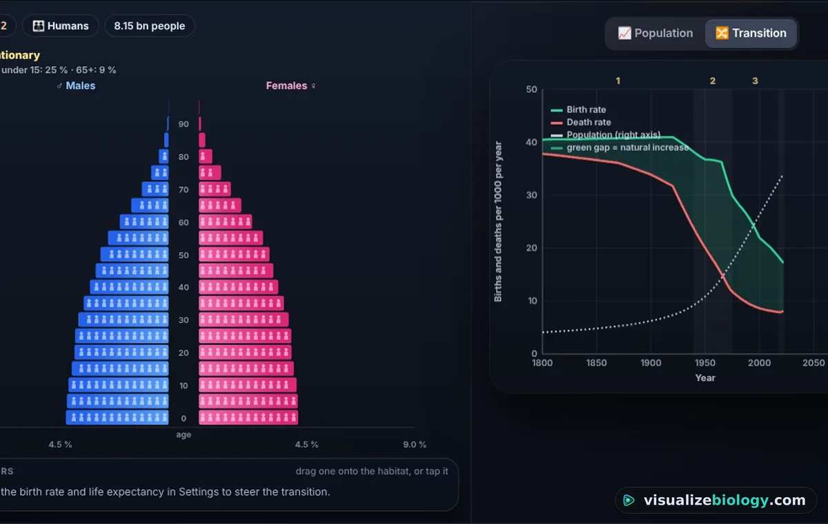 The human population scenario: an age pyramid of males and females in five-year bands, the stage of the demographic transition and the birth and death rate curves with the population