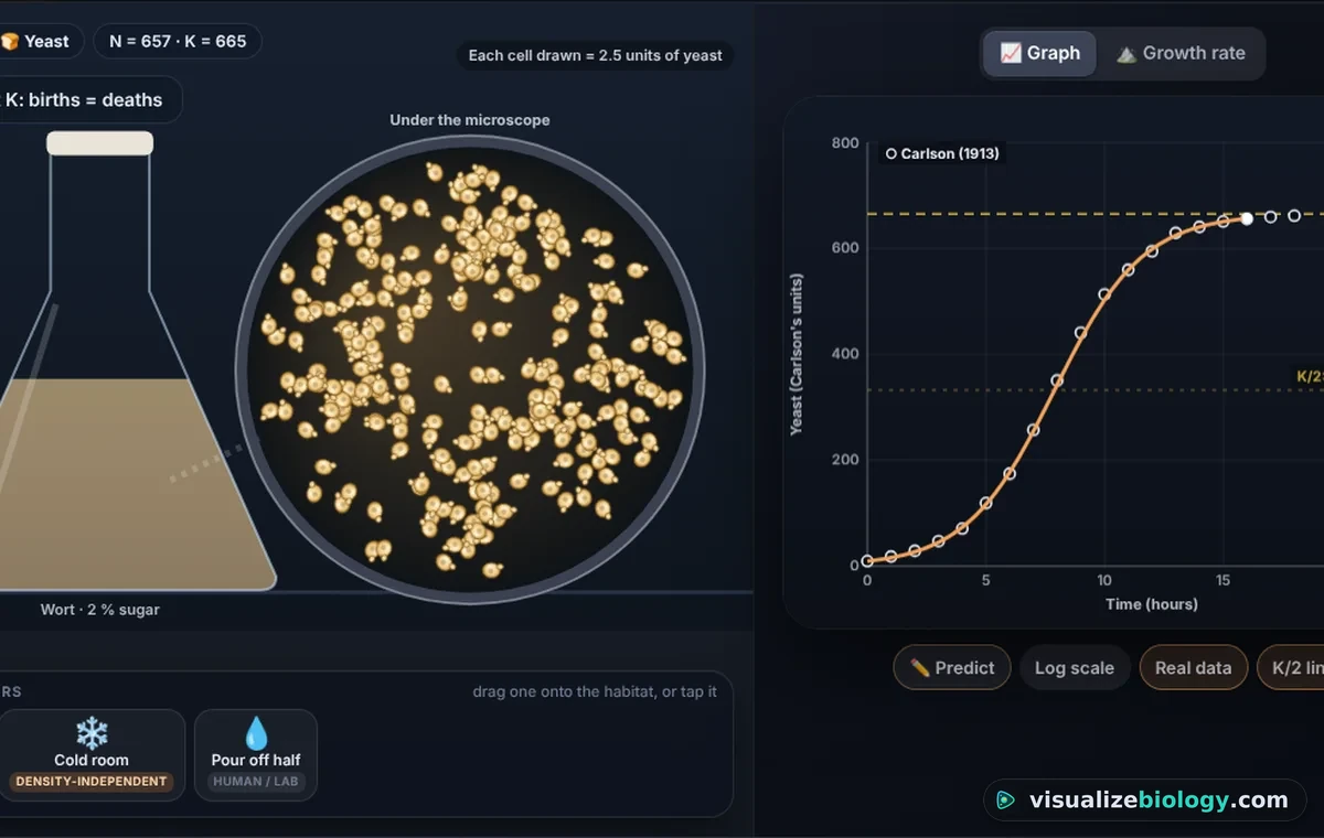 The population growth simulator showing yeast cells in a flask under a microscope and the S-shaped logistic growth curve rising to the carrying capacity K with Carlson's 1913 data points