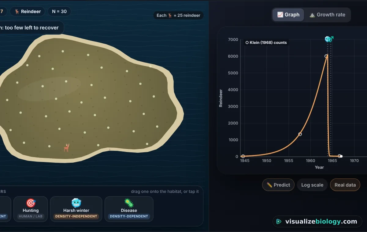 St Matthew Island in the population growth simulator: the lichen nearly gone, few reindeer left, and the graph rising to about 6000 in 1963 before crashing to 42 in 1966