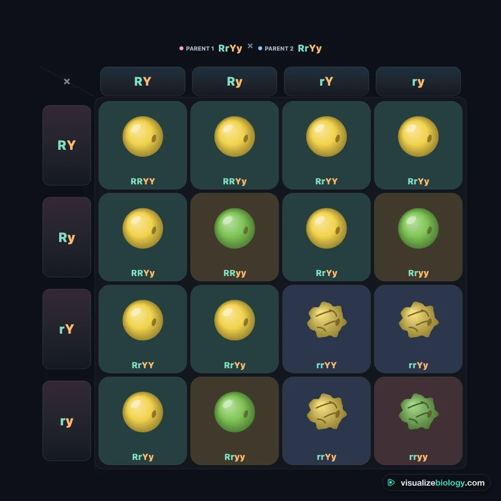 A dihybrid Punnett square in the calculator: the gametes RY, Ry, rY and ry of each parent along the top and down the side, and 16 boxes of pea seeds, round or wrinkled and yellow or green, giving 9 round yellow, 3 round green, 3 wrinkled yellow and 1 wrinkled green