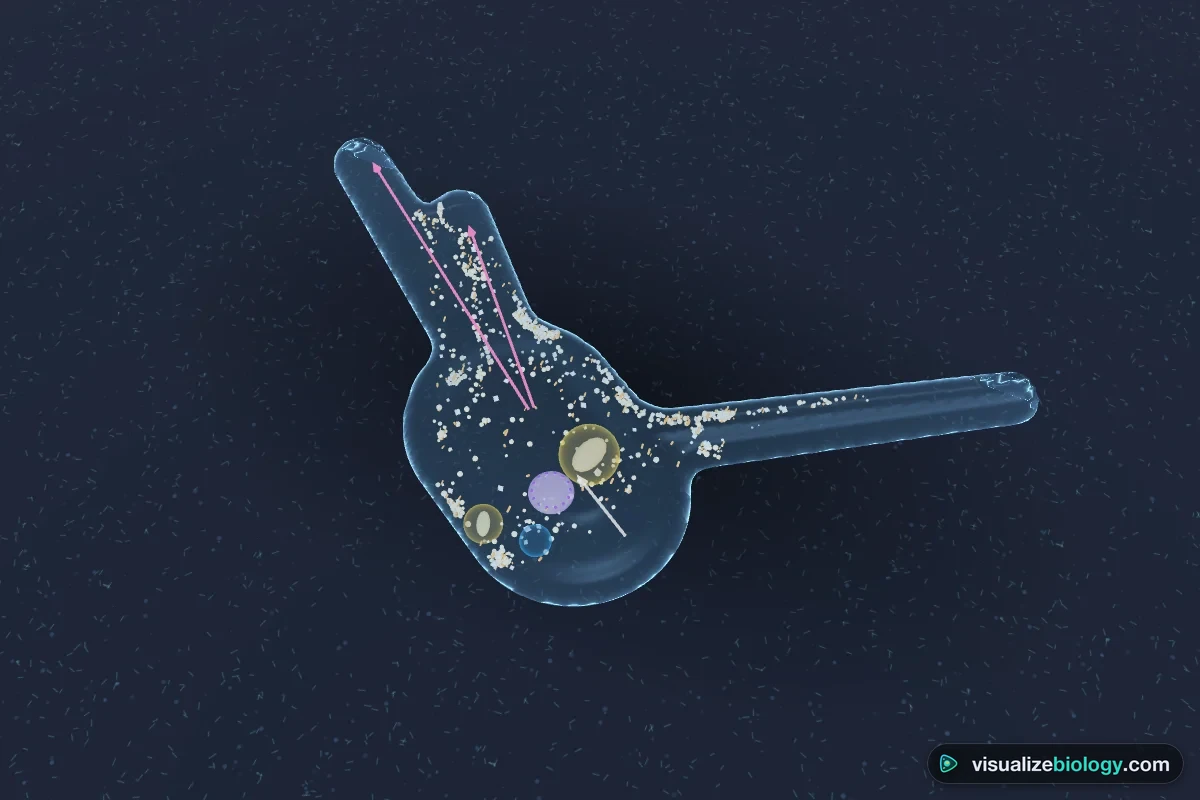 3D virtual amoeba (Amoeba proteus) crawling on a microscope slide: a translucent cell with blunt pseudopodia, granular endoplasm, a disc-shaped nucleus, a contractile vacuole near the rear and food vacuoles containing prey