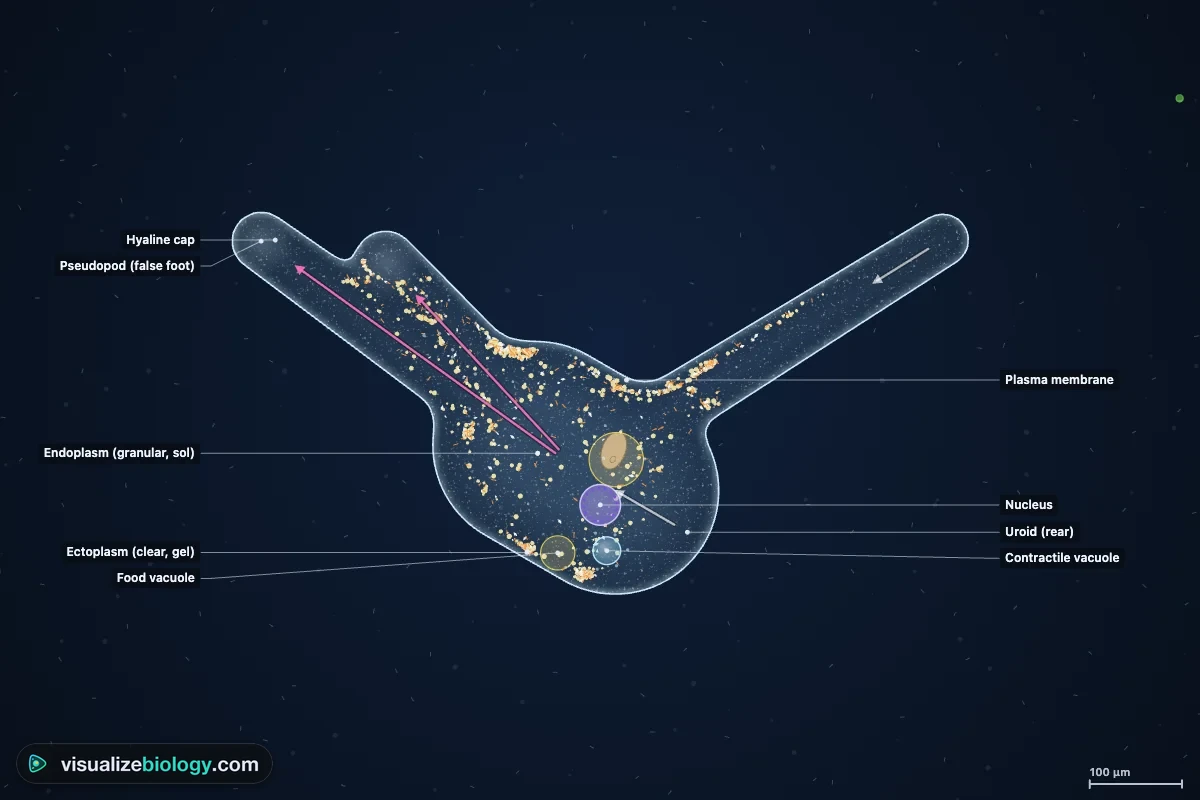 Labeled diagram of an amoeba: pseudopod (false foot), hyaline cap, ectoplasm, endoplasm, nucleus, contractile vacuole, food vacuole, plasma membrane and uroid