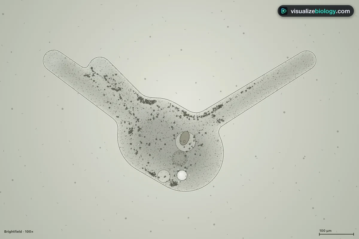 Amoeba proteus under a light microscope at 100x, brightfield: a grey granular cell with pseudopodia, a nucleus, a clear contractile vacuole and food vacuoles