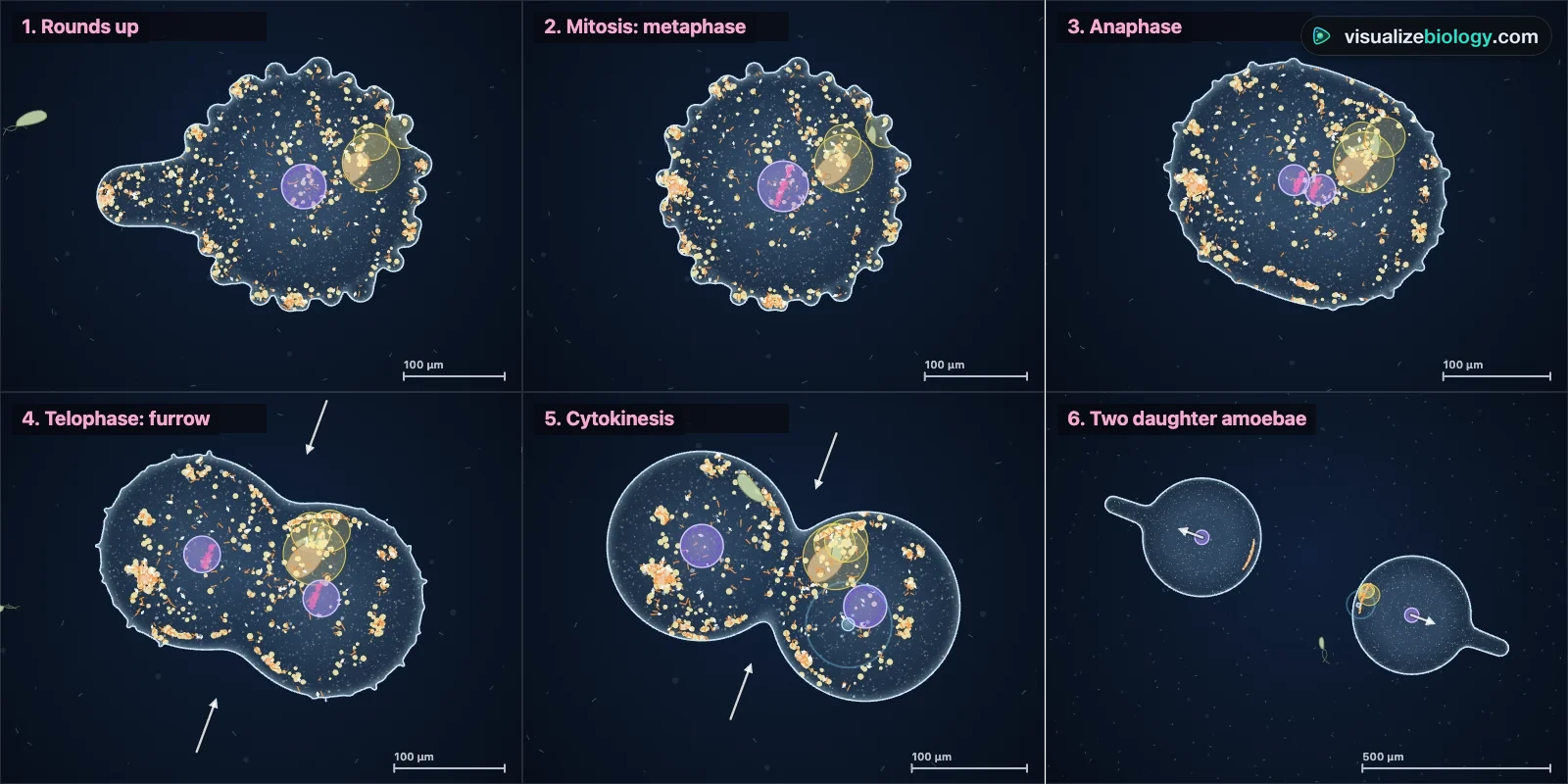 Binary fission in an amoeba, stage by stage: the amoeba rounds up, the nucleus divides by mitosis, the cell lengthens and pinches in the middle, and two daughter amoebae crawl apart