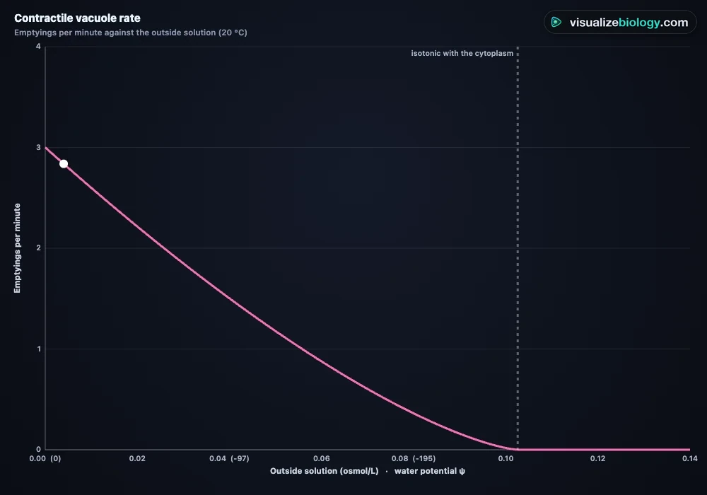 Graph from the amoeba simulator: contractile vacuole emptyings per minute fall as the concentration of the outside solution rises, reaching zero when it is isotonic with the cytoplasm at about 0.10 osmol per liter