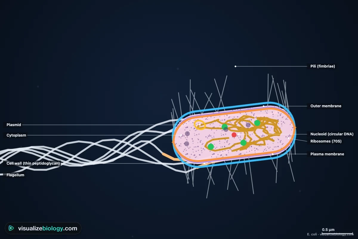 Labeled diagram of a bacterial cell (E. coli): outer membrane, cell wall, plasma membrane, cytoplasm, ribosomes, nucleoid with circular DNA, plasmid, pili and flagellum
