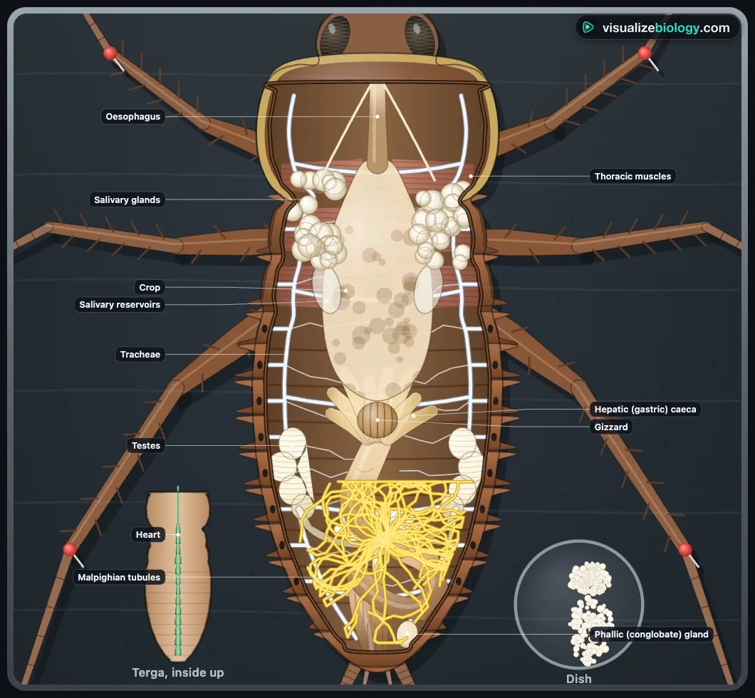 A cockroach pinned dorsal side up on a black wax tray in the simulator, its terga lifted off, with the crop, gizzard, hepatic caeca, Malpighian tubules, hindgut, salivary glands and tracheae labelled