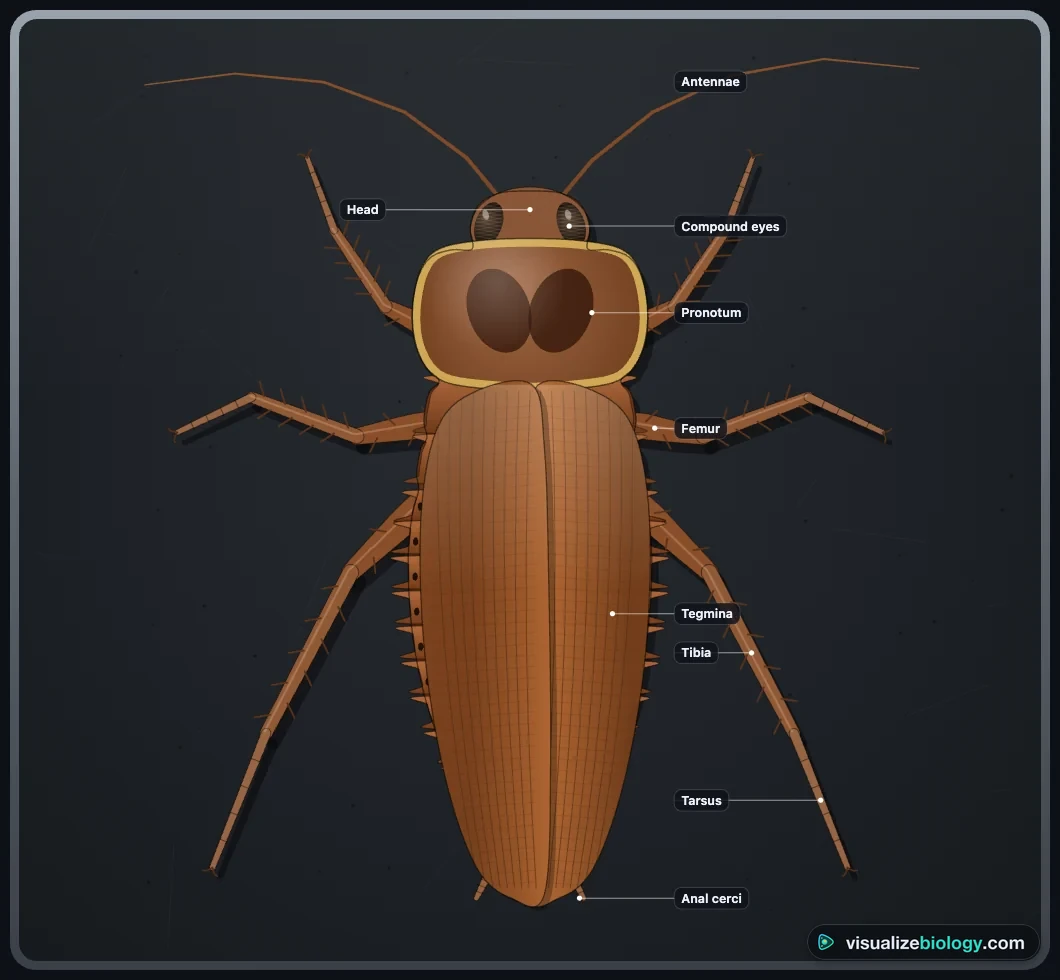 The dorsal view of an American cockroach in the simulator with its antennae, compound eyes, pronotum, tegmina, legs and anal cerci labelled