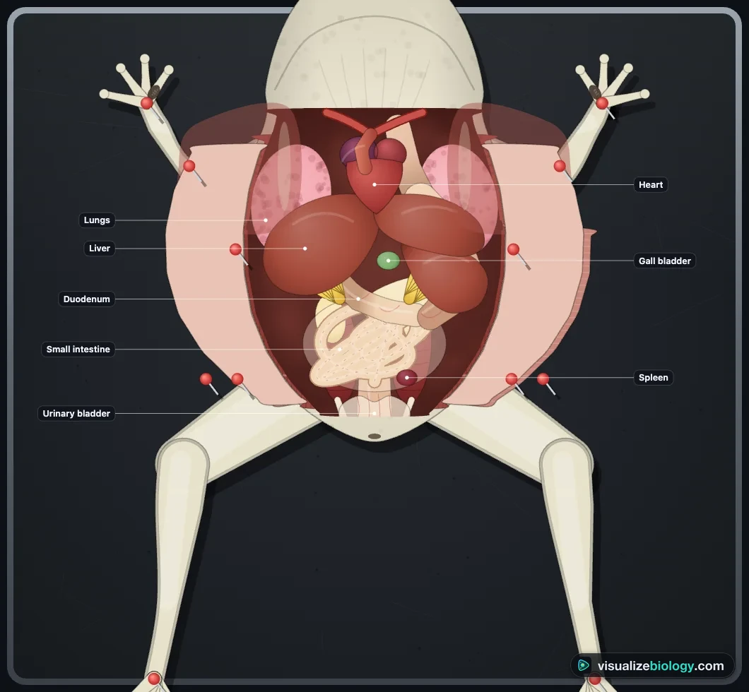 A frog pinned ventral side up on a black wax tray in the simulator, skin and muscle folded back, with the heart, lungs, three-lobed liver, gall bladder, stomach, small intestine, fat bodies and urinary bladder labelled