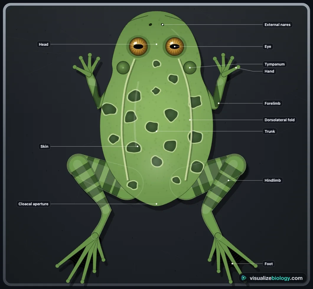 The dorsal view of a leopard frog in the simulator with its nostrils, eyes, tympanum, dorsolateral folds, forelimbs and webbed hind feet labelled