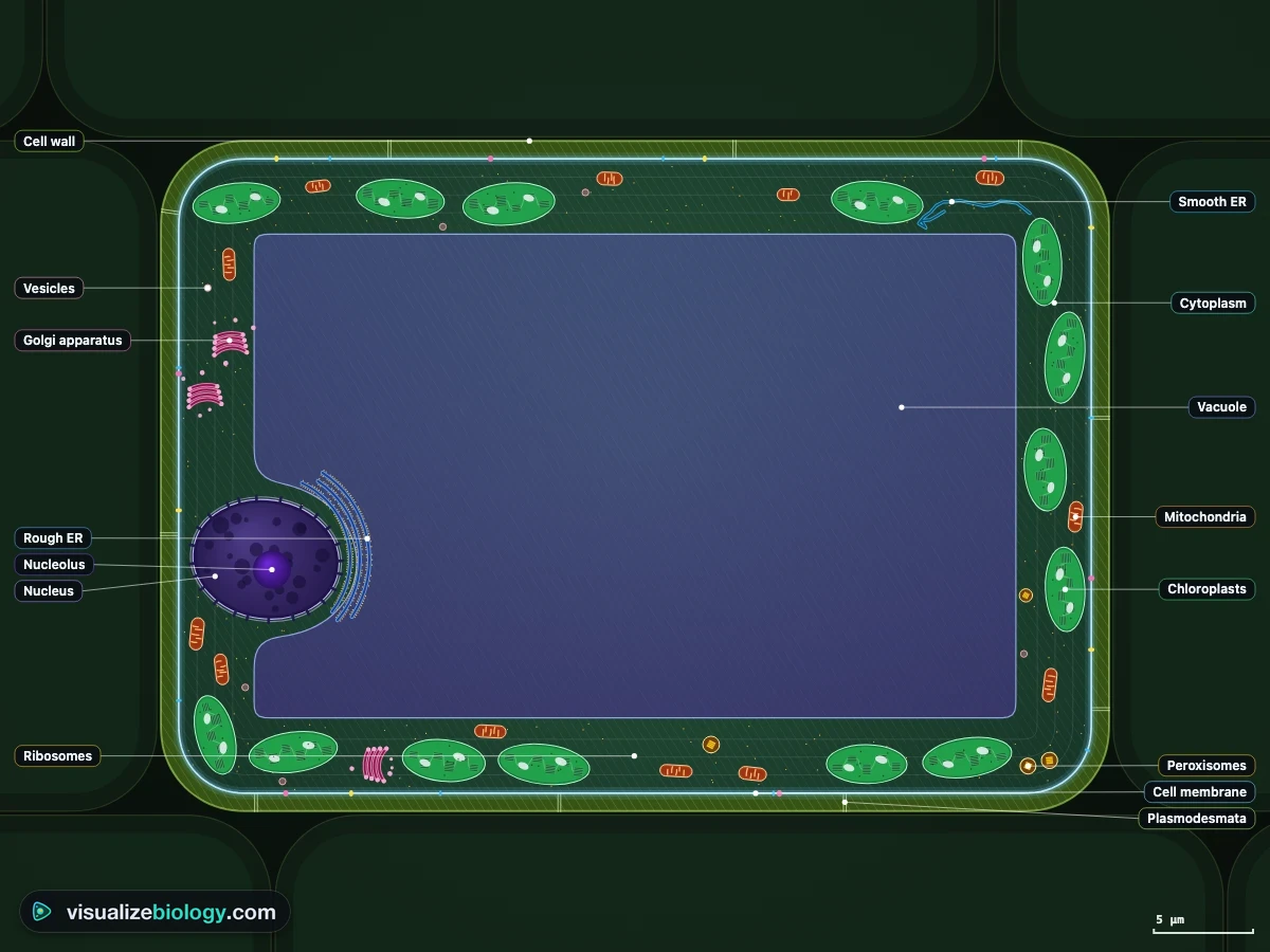 A labeled plant cell in the virtual cell model: the cellulose cell wall with plasmodesmata, chloroplasts with grana and starch grains, the large central vacuole, the nucleus pressed to one side, mitochondria, Golgi stacks and the cell membrane