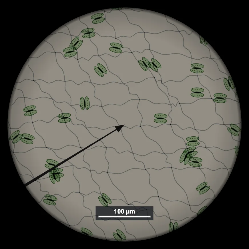 Leaf lower epidermis at 400x showing stomata with pairs of guard cells between wavy epidermal cell walls