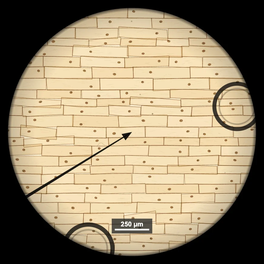 Onion epidermis cells stained with iodine under a light microscope at 100x, showing cell walls, nuclei and two air bubbles