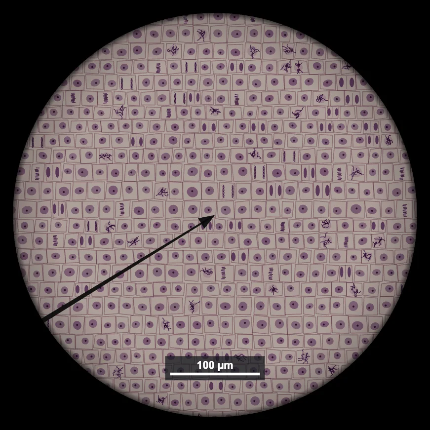 Onion root tip squash at 400x showing cells in interphase and in the stages of mitosis