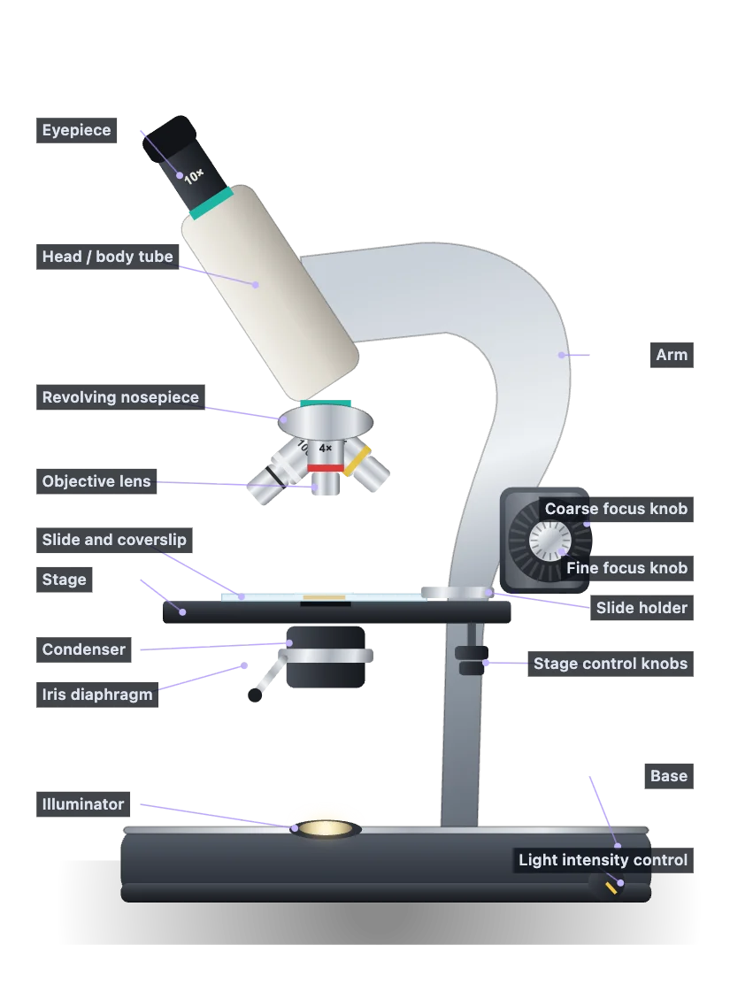 Labelled diagram of the parts of a light microscope: eyepiece, head, nosepiece, objective lens, stage, slide holder, condenser, iris diaphragm, illuminator, coarse and fine focus knobs, arm and base