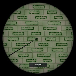 Plasmolysed Elodea cells in the plasmolysis experiment