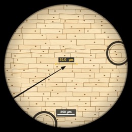 Measuring an onion cell with the measure tool