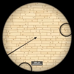 Onion cells in focus at 100x