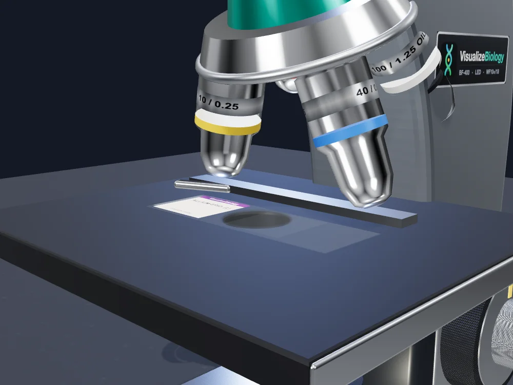 Close-up of the 40x objective lens almost touching the coverslip of a slide on the microscope stage