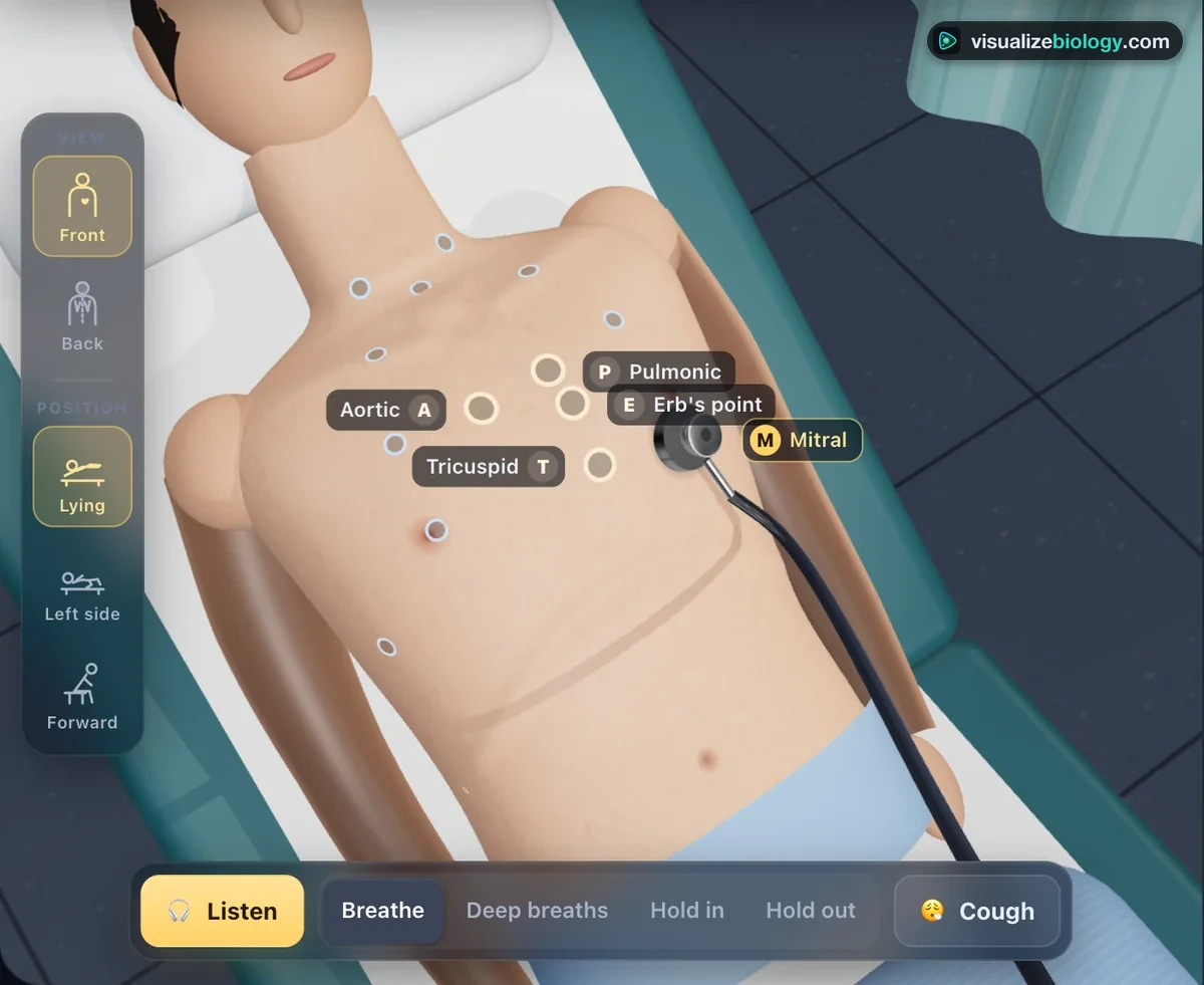 The 3D examination room in the simulator: a patient lying on an examination couch with the backrest raised, the heart listening posts labelled on the chest and the chest piece of the stethoscope on the mitral area, its tubing running towards the viewer