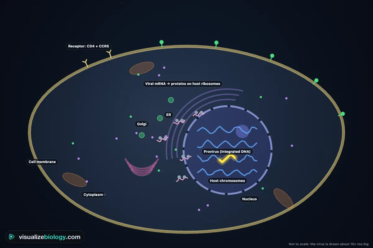 The HIV life cycle in a helper T cell: the virus's RNA has been reverse transcribed into DNA and integrated into a host chromosome as a provirus, which is transcribed into viral mRNA