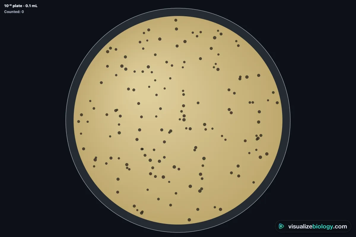 A plaque assay plate from the virus lab: a cloudy lawn of E. coli on agar with round clear plaques where phages have killed the bacteria