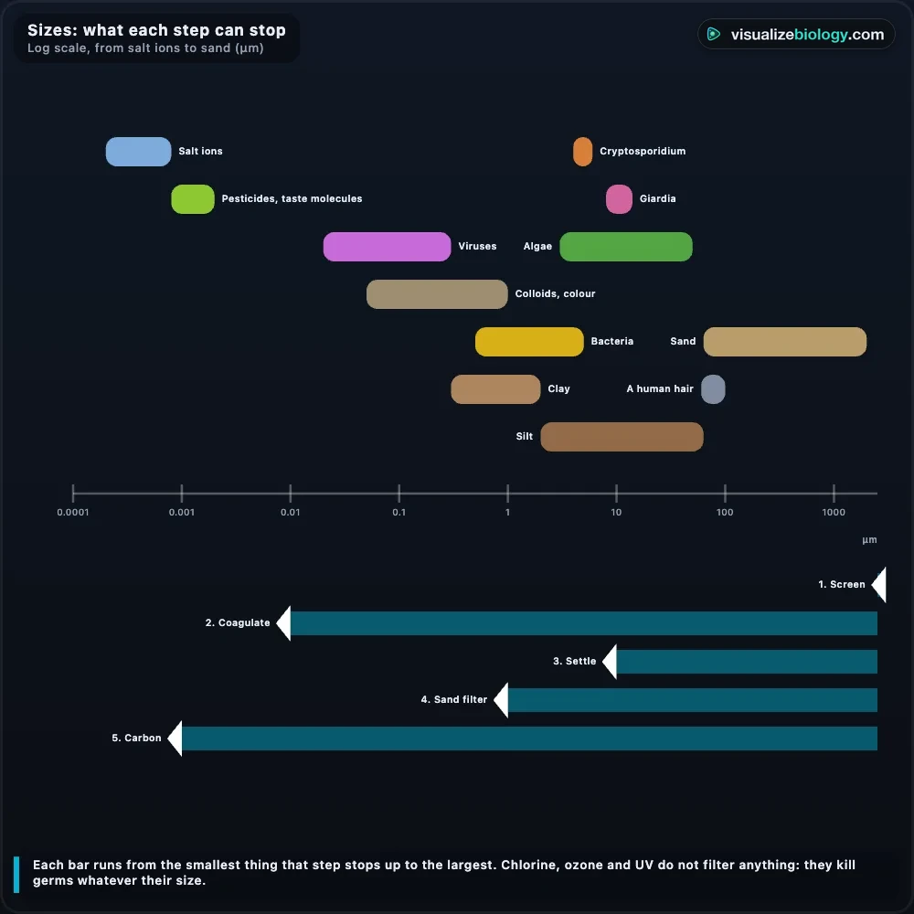 A filtration size chart from the simulator on a log scale from salt ions to sand, with viruses, bacteria, Cryptosporidium, Giardia, clay, silt and sand, and the smallest size each filter can stop
