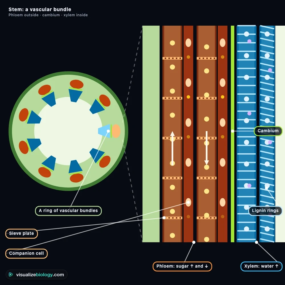A stem in section in the simulator: a ring of vascular bundles around the pith, and a long view of one bundle with phloem sieve tubes and companion cells on the outside, the cambium, and xylem vessels with lignin rings on the inside