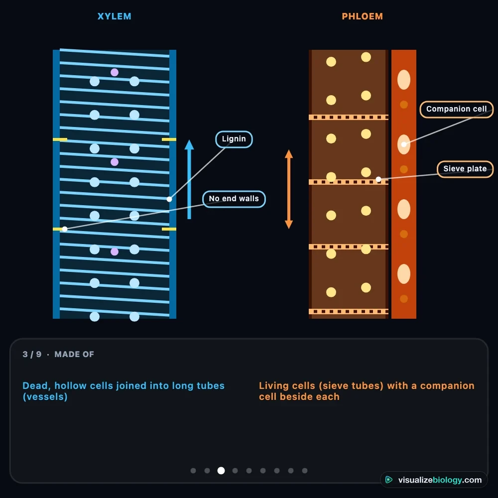 Xylem and phloem side by side in the simulator: a wide hollow xylem vessel with lignin rings and water rising, and a phloem sieve tube with sieve plates, companion cells and sugar moving both ways